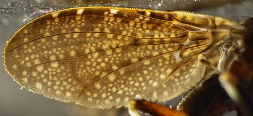Euthycera cribrata